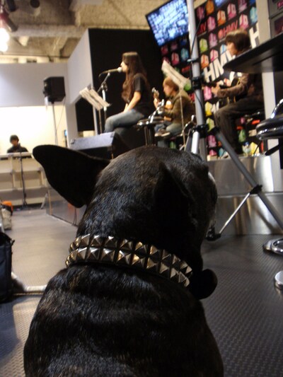 ステージ袖でカヒミの姿をじっと見守るゴメス君（フレンチブルドッグ）。