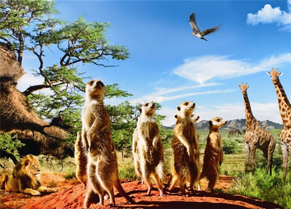 「ミーアキャット」日本語吹き替え版のナレーションは三谷幸喜が担当している。