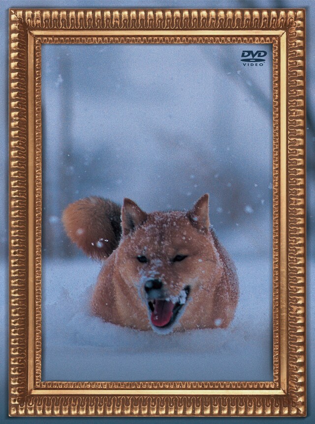 「レオナルド犬プリオ」のジャケットにはタイトルにあわせて雪にまみれた犬が登場。なお、アルバム「YELLOW」に収録されている「ア．キ．メ．フ．ラ．イ」が、1月30日から放送開始のWOWOWミッドナイト☆ドラマ「超人ウタダ」主題歌に決定したことも明らかになった。