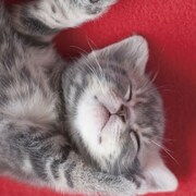 fishing with john配信限定で“寝ん猫”サントラリリース