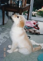 可愛らしい子犬時代から落ち着きを身につけた老犬まで、飼い主にとって愛犬との思い出は尽きないもの。「犬のうた」を聴いて、犬への愛情を再び確かめてみよう。