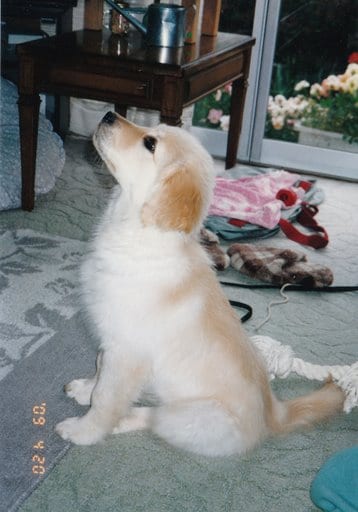 可愛らしい子犬時代から落ち着きを身につけた老犬まで、飼い主にとって愛犬との思い出は尽きないもの。「犬のうた」を聴いて、犬への愛情を再び確かめてみよう。