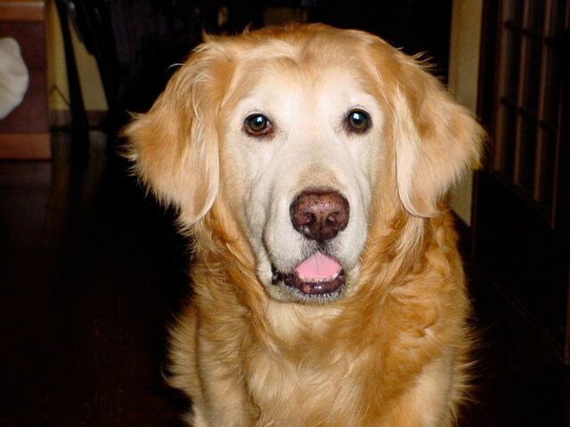 2008年のジャパンケネルクラブ犬種別登録頭数ベスト5はプードル、チワワ、ダックスフンド、ポメラニアン、ヨークシャー・テリア。昨今の住宅事情を反映して小型犬に人気が集まる傾向があるが、大型犬も可愛らしい。