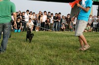 散歩客が連れていた犬も、大縄飛びに大興奮。