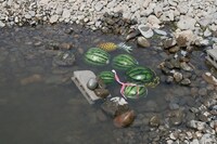 川の水で冷やされたスイカとパイナップル