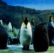 1997年の1stアルバム「らご」ジャケット