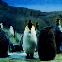 1997年にギューンカセットからリリースされた作品を、アートワークを変えてワーナーから再発した1stアルバム「らご」。