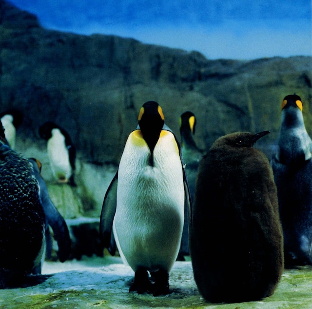 1997年の1stアルバム「らご」ジャケット