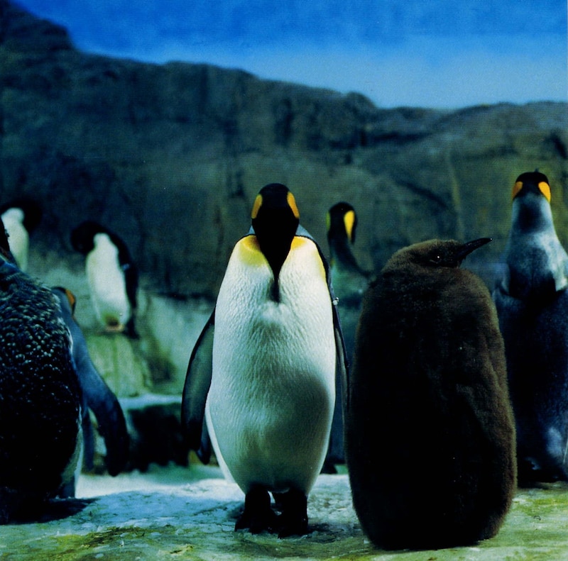 1997年の1stアルバム「らご」ジャケット