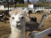 こっちを見るアルパカ（ロケ地：アルパカ牧場 那須ビッグファーム）。