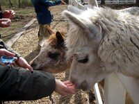 手の臭いをかぐアルパカ。