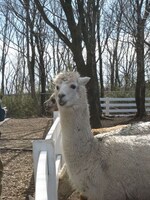遠い目をするアルパカ。