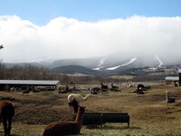 アルパカがいっぱい。