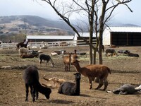 横転するアルパカ（中央）。