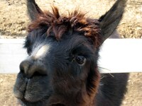 黒いアルパカ。