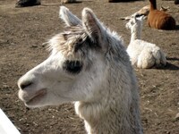 アルパカの横顔。