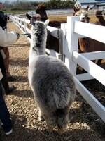 向こうに行くアルパカ。