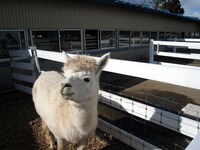 目を細めるアルパカ。