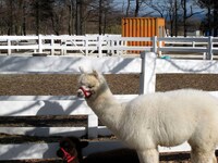 口元がおしゃれなアルパカ。