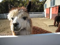 茶色いアルパカ。