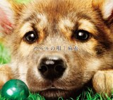 犬好きにはたまらない麻衣のデビューシングル「ウルルの唄」ジャケット。