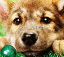 犬好きにはたまらない麻衣のデビューシングル「ウルルの唄」ジャケット。