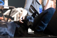 UAに寄り添うポポ・ルイーズ。沖縄出身の雑種犬とのこと。