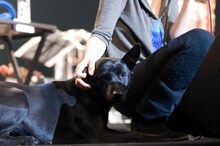 UAに寄り添うポポ・ルイーズ。沖縄出身の雑種犬とのこと。