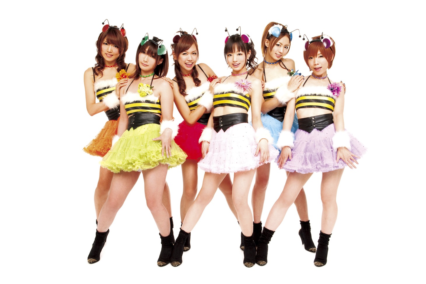 中野腐女子シスターズは1月20日にシングル「Honey Bee～」で、待望のメジャーデビュー。