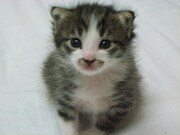 1時間まるまるネコづくし！悶絶「にゃんこクリップ特集」