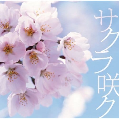 写真は3月10日リリースのシングル「サクラ咲ク」ジャケット。