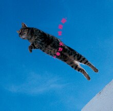 “動物“をテーマにした企画賞を受賞した、矢野顕子「音楽堂」ジャケット。