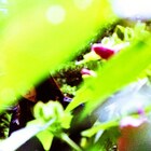 Lamp榊原が歌うポップスユニットMinuano待望の新作