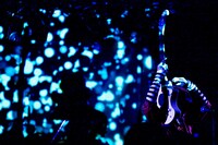 VJが幻想的な映像世界を演出する中、「NEW MUSIC MACHINE」「Panda!Panda!Panda!」など多くの楽曲を披露した。