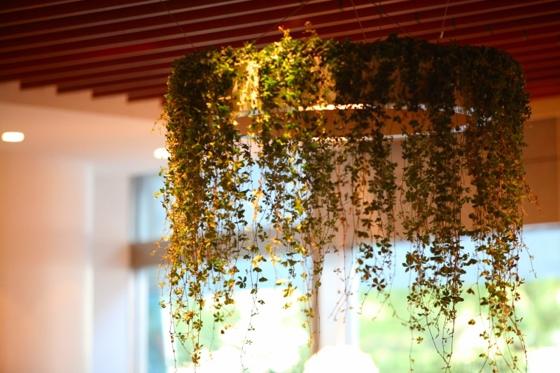 会場のステージインテリアは「Aoyama Flower Market」が担当し、たくさんの観葉植物でオーガニックに装飾された。