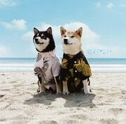 「リメンバー」ジャケット写真。