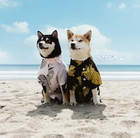 「リメンバー」ジャケット写真。