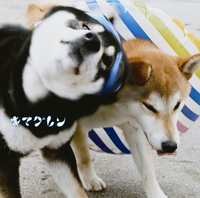 「ALIVE」初回限定盤ジャケット。自由すぎる2匹のポーズが印象的。