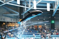 豪快にジャンプするイルカ。前列はおびただしい量の水しぶきが飛ぶので、レインコートは必需品。