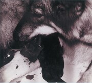 2003年12月にリリースされた「My Song」。