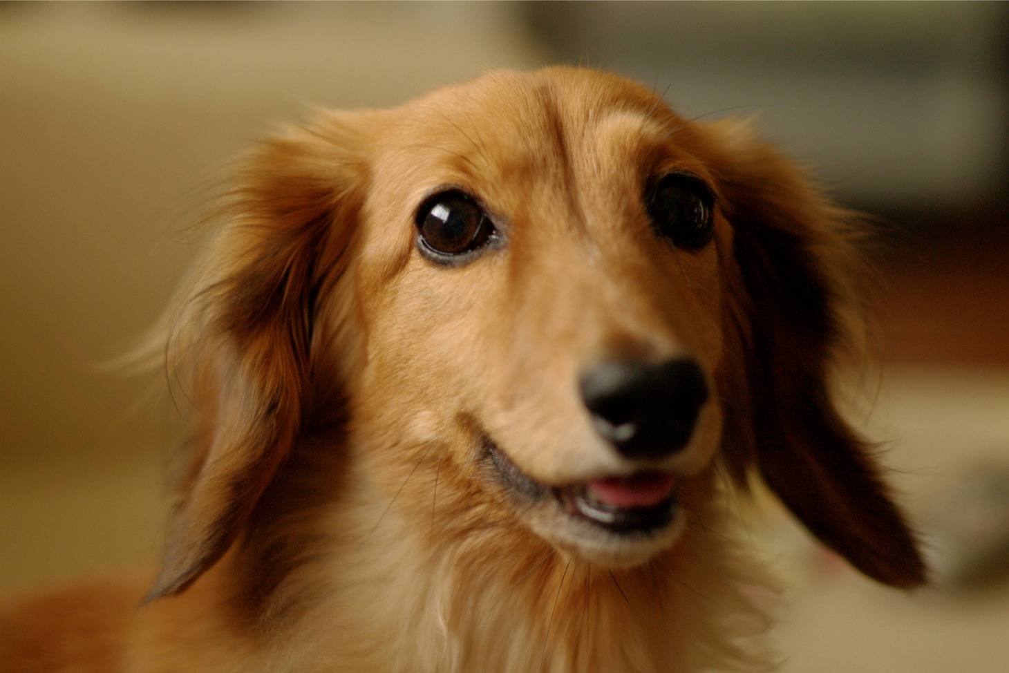 かわいい犬たちが多数登場する「わんわんビデオクリップ特集」。犬マニアは録画必須だ。