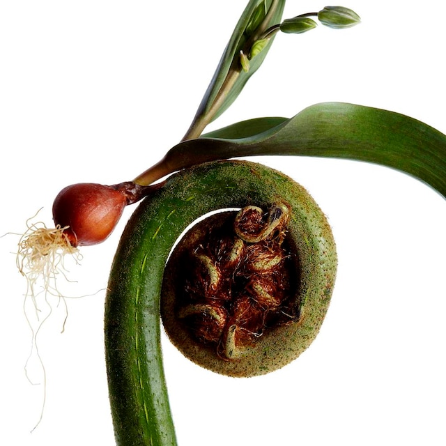 写真は「Ordinary Days」配信用ジャケット。