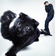 環ROYよりもネコが大部分を占める、アルバム「あっちとこっち」ジャケット写真。