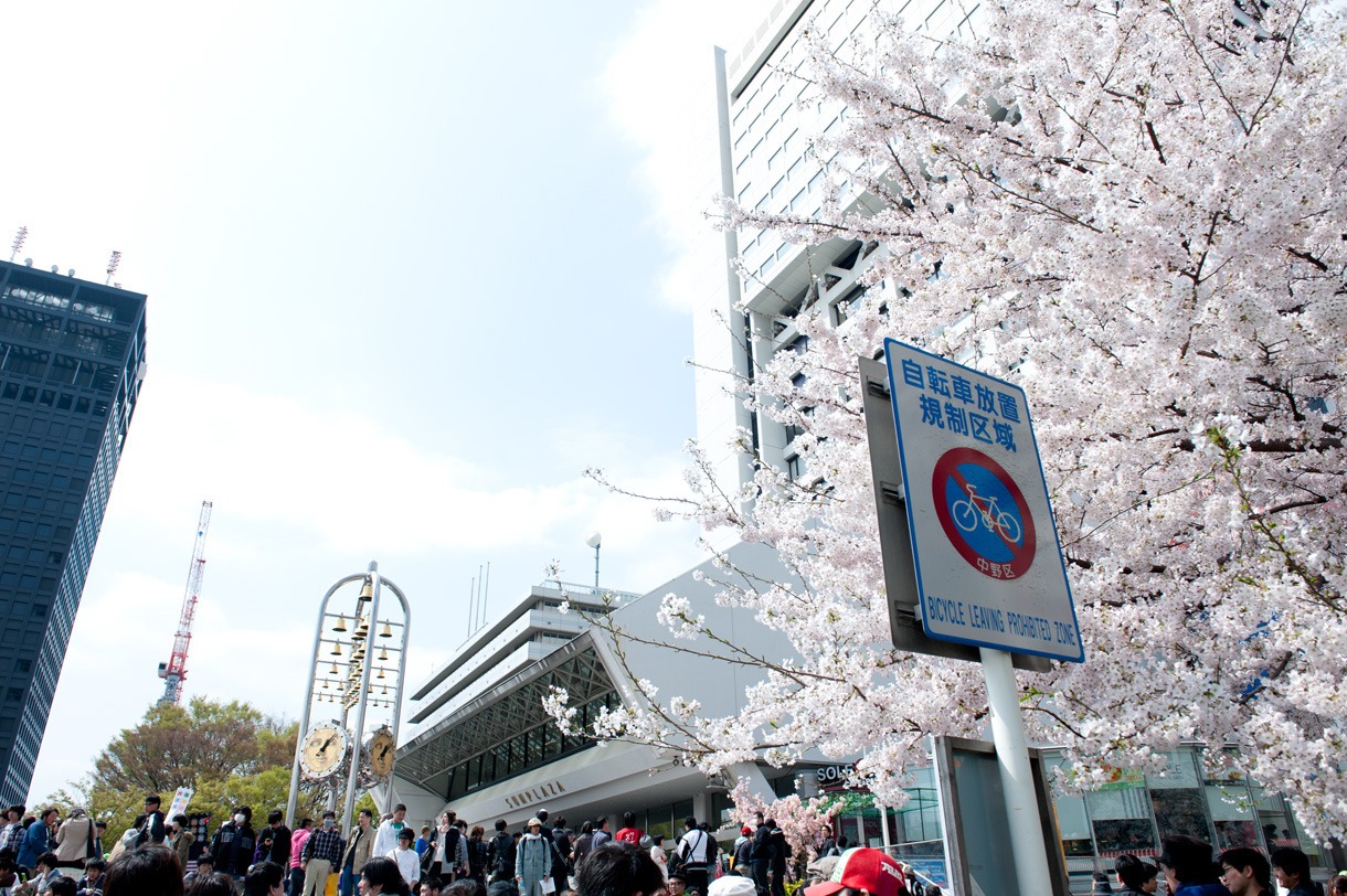 中野サンプラザ前の桜は満開。