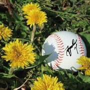 写真は「たんぽぽ」ジャケット。