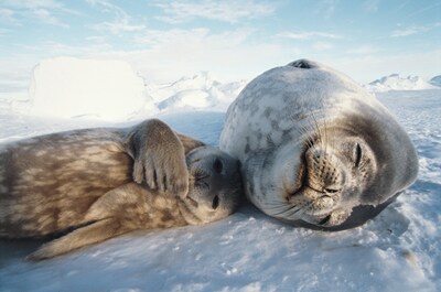 映画「ライフ -いのちをつなぐ物語-」メインビジュアル (C) BBC EARTH PRODUCTIONS（LIFE）LIMITED MMXI. ALL RIGHTS RESEVED