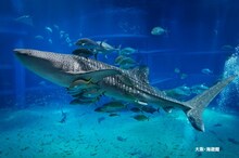 写真は「のあのわ賞 のあのわサマージャンボライブ」大阪会場の海遊館。