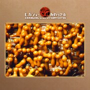 アルバム「かわってる」ジャケット