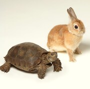 いきものがかり、武道館4DAYS含む2012年ツアー決定