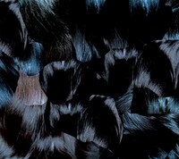 アルバム「GYU」ジャケット